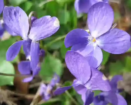 PXL042 Violettes
